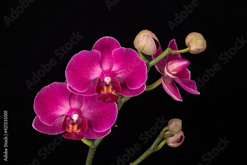 USA, Washington State, Bellingham. Close-up of phalaenopsis orchid. photo