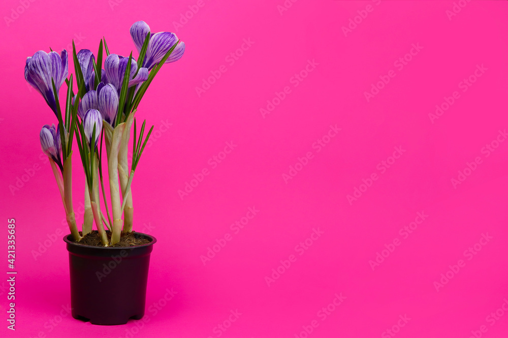 Purple crocus flower in a black pot on a pink background Purple crocus flower in a black pot on a pink background