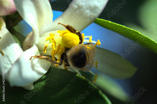 abejas buscando y polinizando flores, flores de limon blanca photo