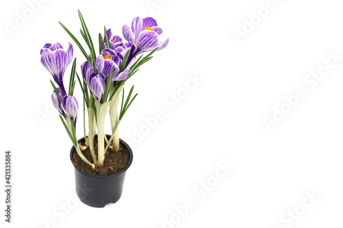 Purple crocus flower isolated on white background © Michael