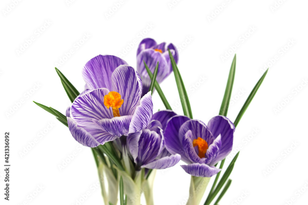 Purple Crocus flowers close up isolated on white background