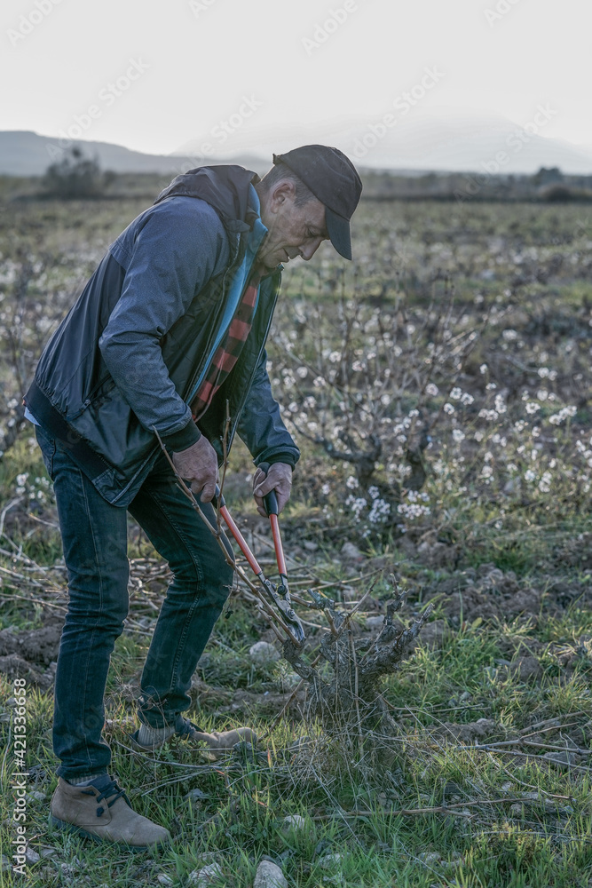 farmer in vineyards in the field pruning the vines farmer in vineyards in the field pruning the vines