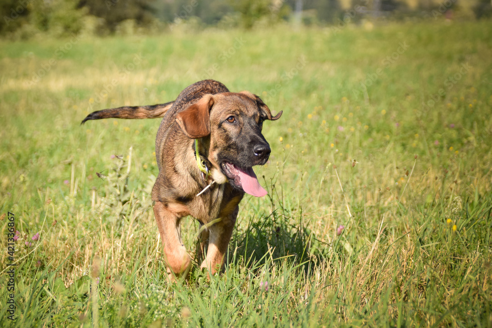 puppy of german shepherd, who is running in meadow. He is so happy.