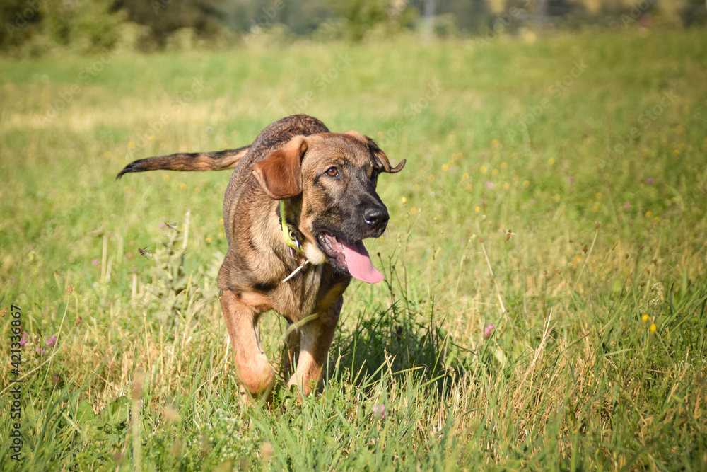 puppy of german shepherd, who is running in meadow. He is so happy. puppy of german shepherd, who is running in meadow. He is so happy.