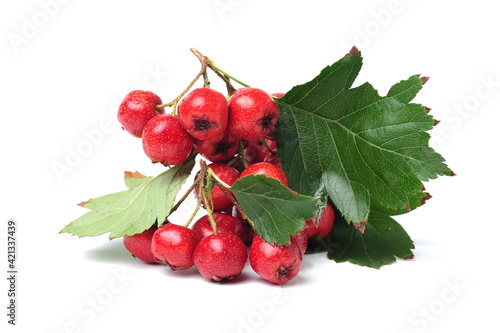 Hawthorn or common hawthorn or Crataegus monogyna berries isolated on white background photo