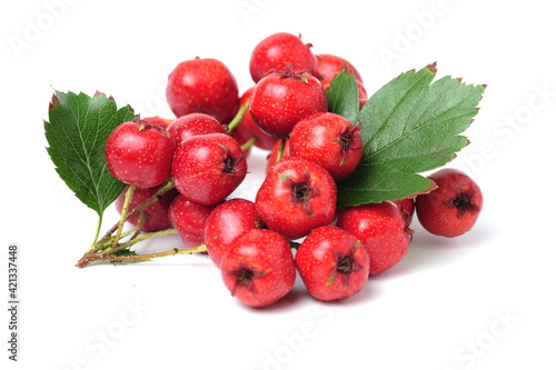 Wallpaper Mural Hawthorn or common hawthorn or Crataegus monogyna berries isolated on white back