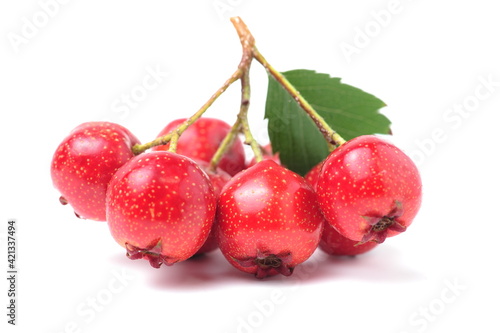 Fotografie Hawthorn or common hawthorn or Crataegus monogyna berries isolated on white back