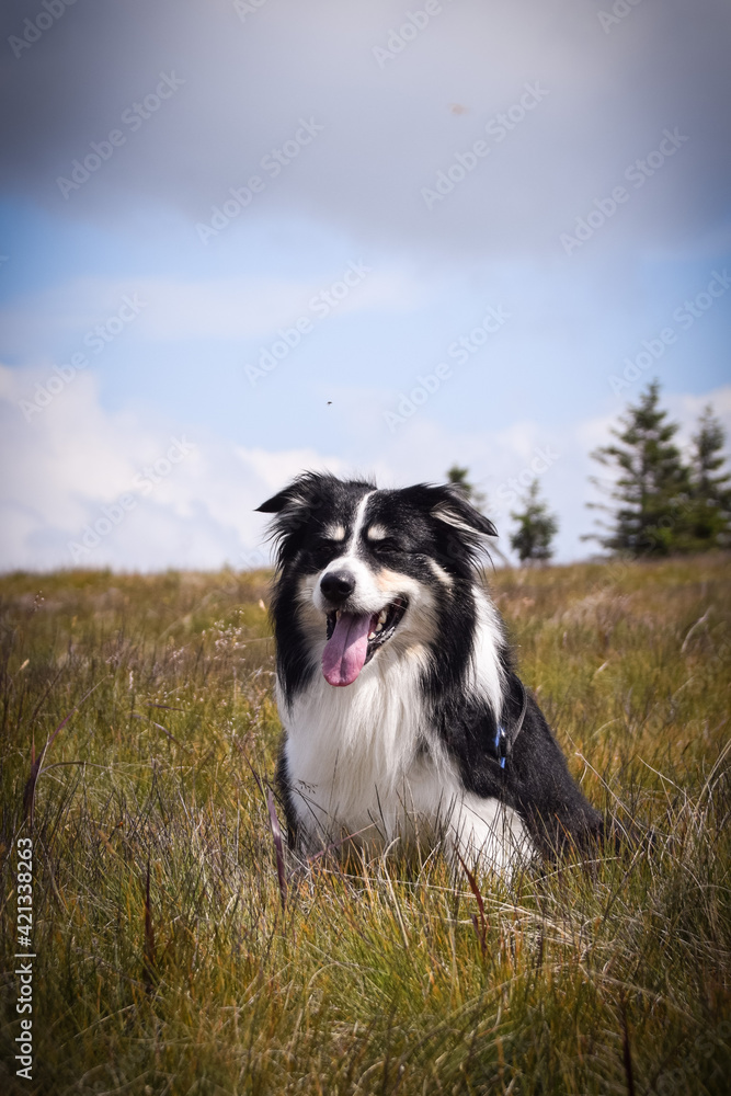 Border collie is sitting in the field in the nature, in mountain in czech republic. She is very happy.