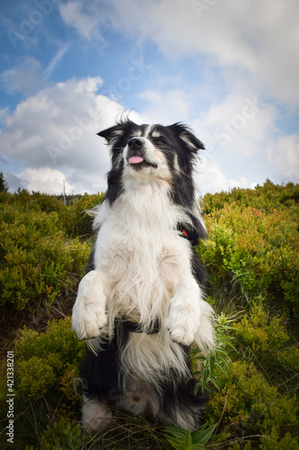 Border collie is begging in the grass. He is so crazy dog on trip.