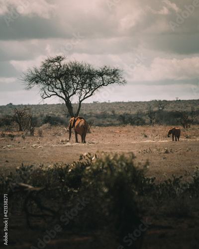 Kenia safari