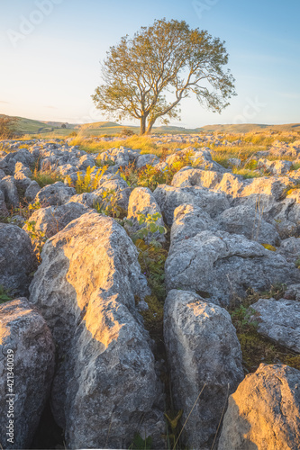Golden sunset or sunrise light on a lone ash tree (Fraxinus excelsior) and limestone pavement in the countryside landscape of Malham, Yorkshire Dales National Park. photo