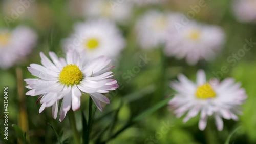 Chamomile flowers with little drops of water on them, close up, 4k photo