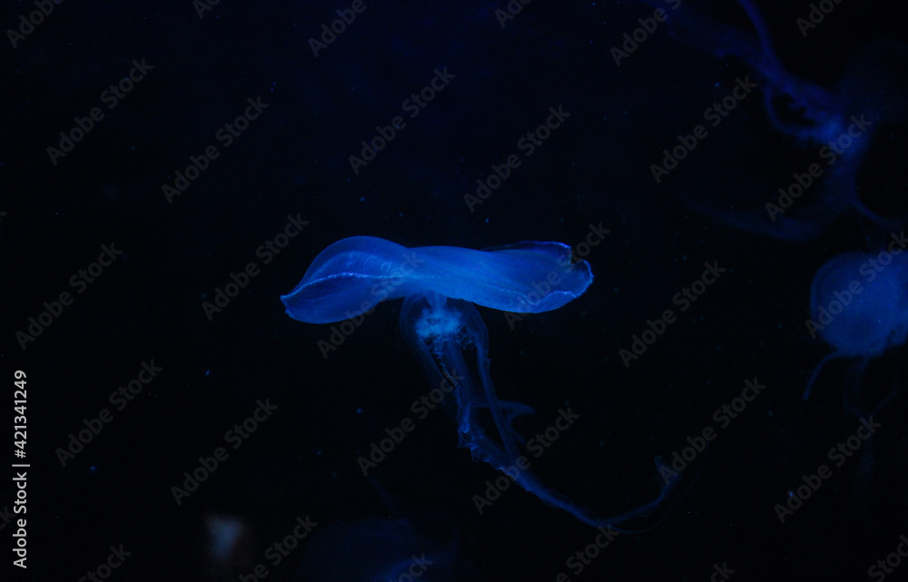Blue Jellyfish Blue Jellyfish