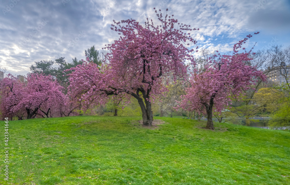 Central Park in spring Central Park in spring