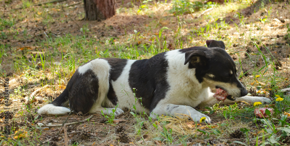 In the pine forest black white dog lying on ground nibbles a big bone. In the pine forest black white dog lying on ground nibbles a big bone.