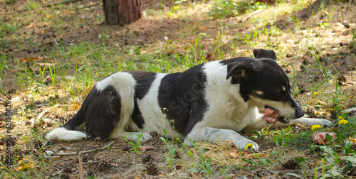 In the pine forest black white dog lying on ground nibbles a big bone.