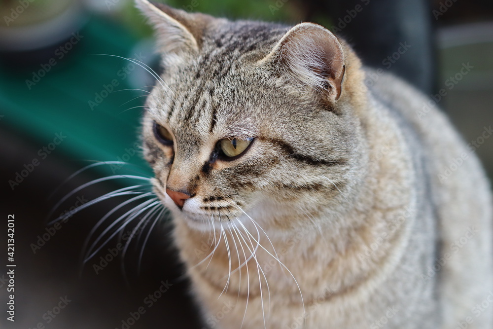 cat playing in the garden