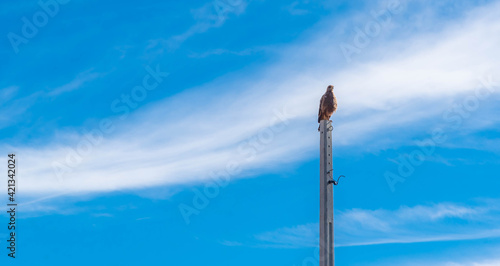 Carcará falcon (Caracara plancus) perched on a concrete pole and in the background the blue sky