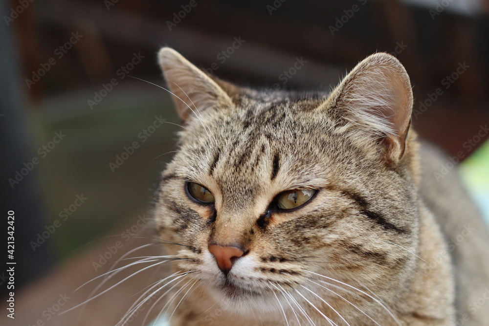 cat playing in the garden