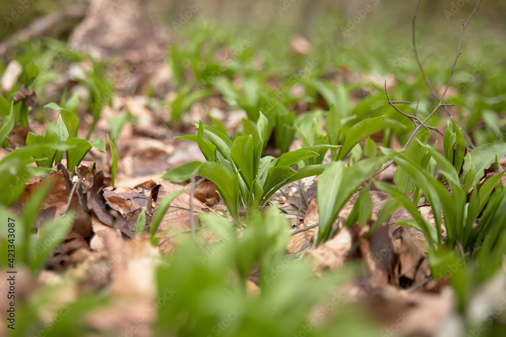 Bärlauch im Wald Bärlauch im Wald