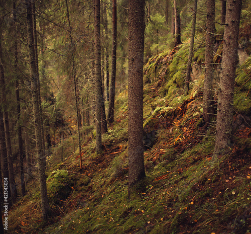 dense forest 