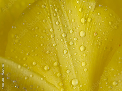 Yellow tulip and dew drops, close-up, macro. Natural background ER