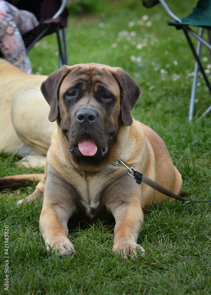 A bullmastiff lies on the grass during a dog show A bullmastiff lies on the grass during a dog show