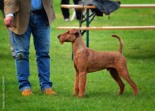 Valokuva An Irish terrier on a leash with a guide during the dog show