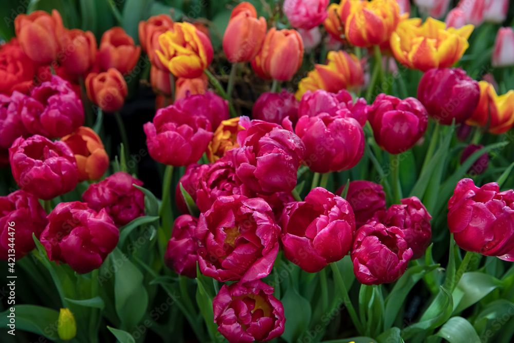 Spring exhibition of beautiful tulips of different colors. Fresh flowers at the flower exhibition Spring exhibition of beautiful tulips of different colors. Fresh flowers at the flower exhibition