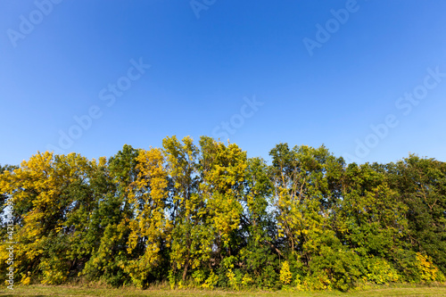 deciduous oak trees in the forest or in the Park