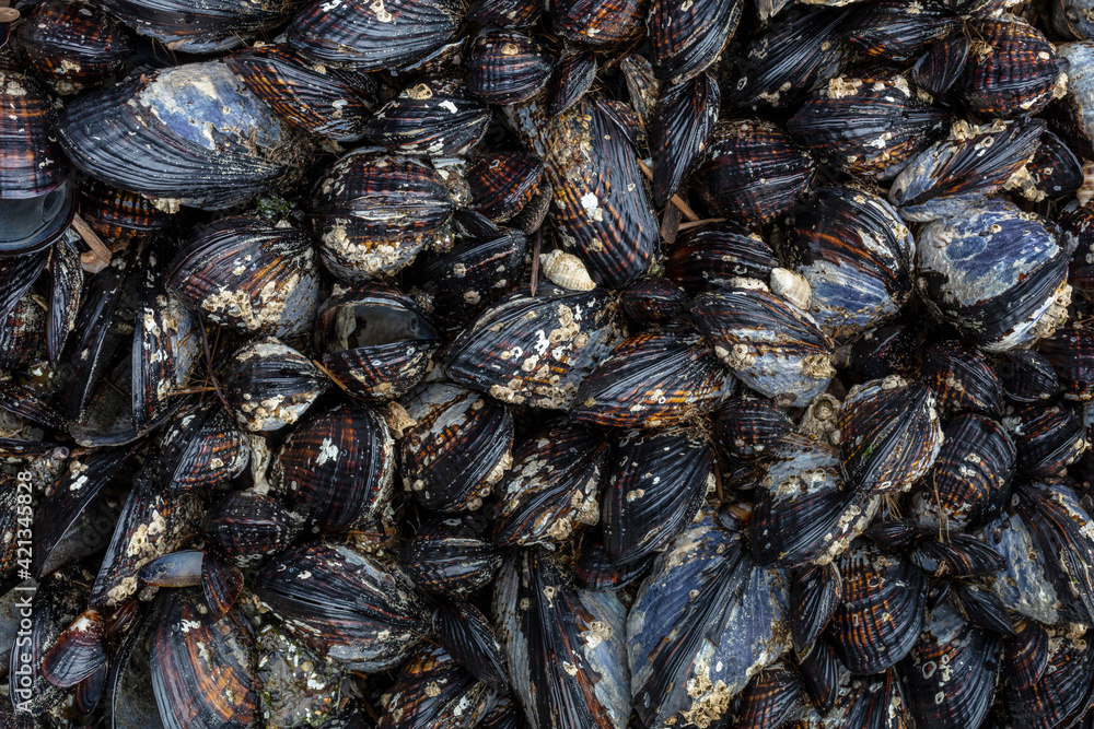 USA, Washington State, Salt Creek Recreation Area. Close-up of California mussels on beach. USA, Washington State, Salt Creek Recreation Area. Close-up of California mussels on beach.