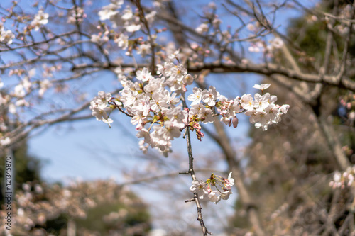 春桜菜の花