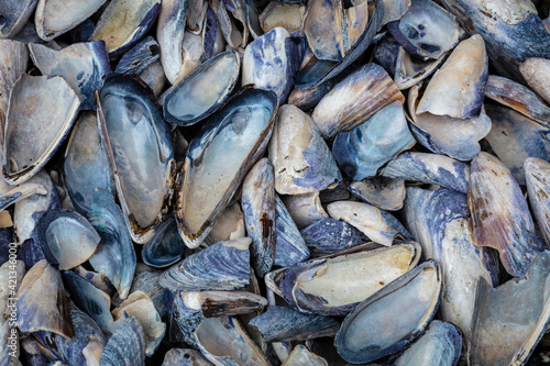USA, Washington State, Salt Creek Recreation Area. Close-up of California mussel shells.