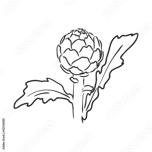 vector set of engraving illustration green vegetables artichoke on white background