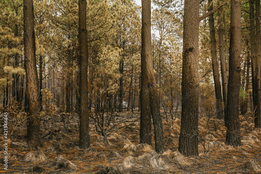 Forest burned by a forest fire, we can distinguish the ash from the grass, burned trunks, bushes, with predominantly ocher and green colors.