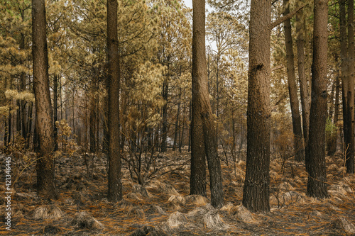 Forest burned by a forest fire, we can distinguish the ash from the grass, burned trunks, bushes, with predominantly ocher and green colors.