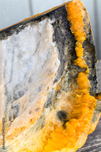 ripe orange pumpkin covered with mold and mildew photo