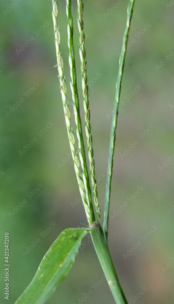 In the field, like a weed, grows Digitaria sanguinalis In the field, like a weed, grows Digitaria sanguinalis