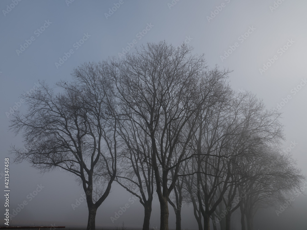 Blick von einer Landstraße auf im nebel versinkende Bäume Blick von einer Landstraße auf im nebel versinkende Bäume