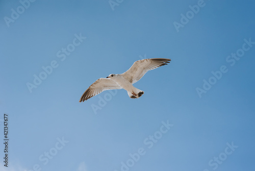 A beautiful, large white sea gull flies against the blue sky, soaring above the clouds, spreading its long wings. Photo of a bird.