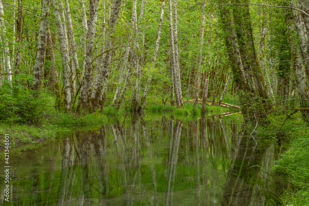 USA, Washington State, Skokomish River Valley. Alder trees along slow moving creek. USA, Washington State, Skokomish River Valley. Alder trees along slow moving creek.