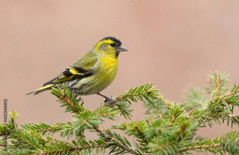 Siskin ( Carduelis spinus ) bird close up Siskin ( Carduelis spinus ) bird close up