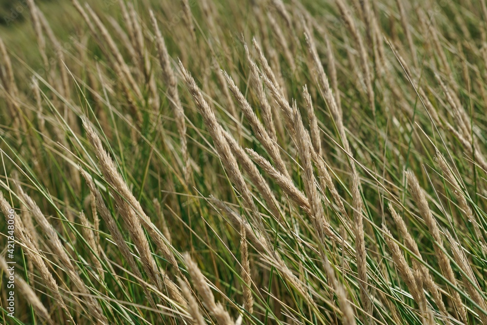 green marram grass on a dune in Jutland, Denmark - closeup green marram grass on a dune in Jutland, Denmark - closeup
