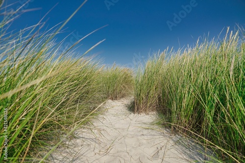 Fototapeta Naklejka Na Ścianę i Meble -  dune with marram grass and blue sky in background at Blavand, Jutland, Denmark