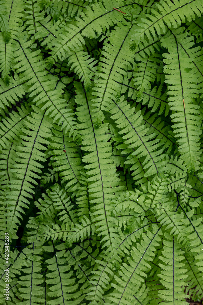 USA, Washington State, Olympic National Forest. Maidenhair ferns close-up. USA, Washington State, Olympic National Forest. Maidenhair ferns close-up.