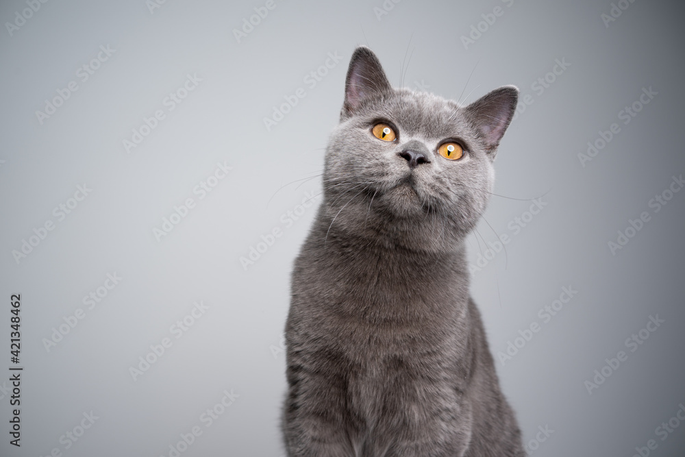 portrait of a 6 month old blue british shorthair kitten looking at camera curiously on gray background with copy space