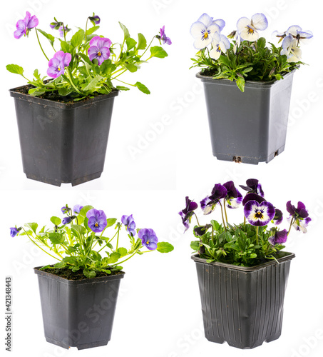 pansy flower in flower pot close up - collection