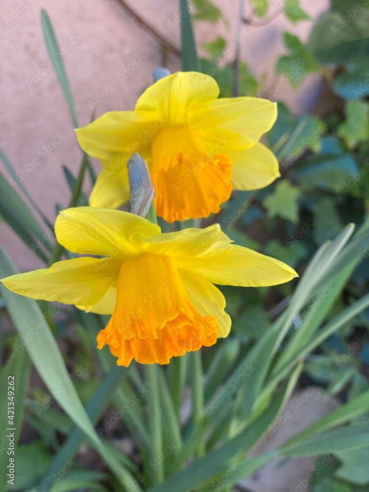yellow daffodil flower yellow daffodil flower