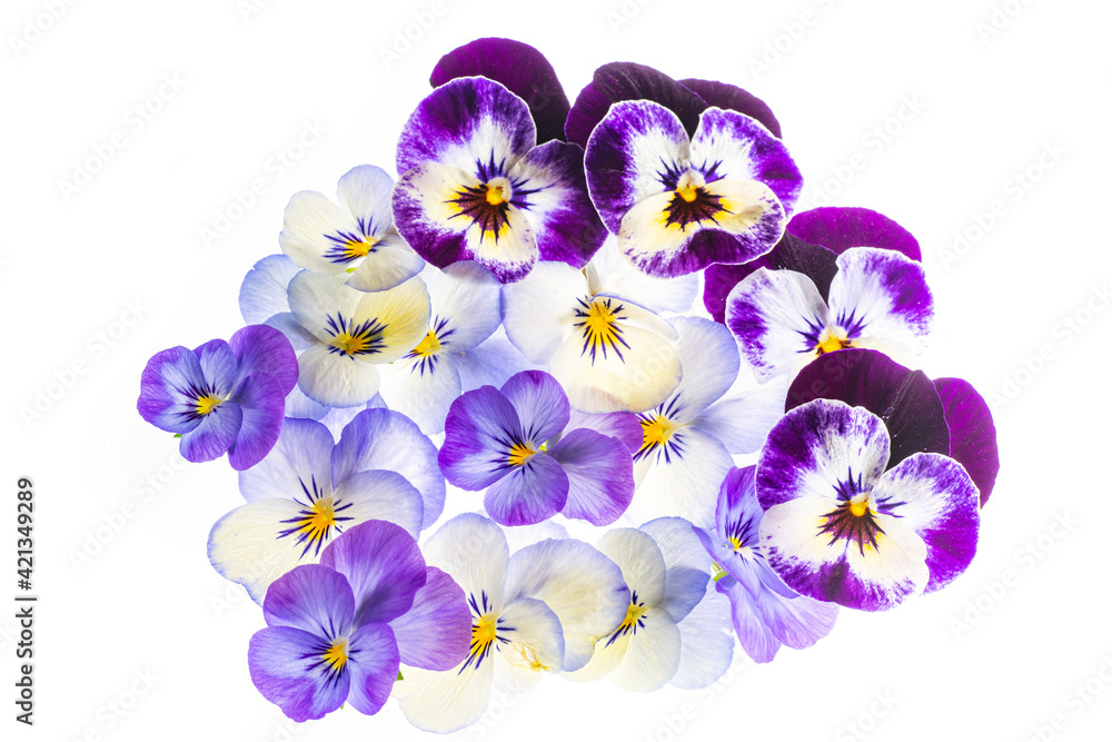 pansy flower - flower background close up pansy flower - flower background close up