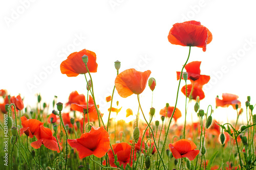 Red poppy in sunrise light on the morning . Poppy field on dawn light. Beautiful wild flower.  Soft selective focus.